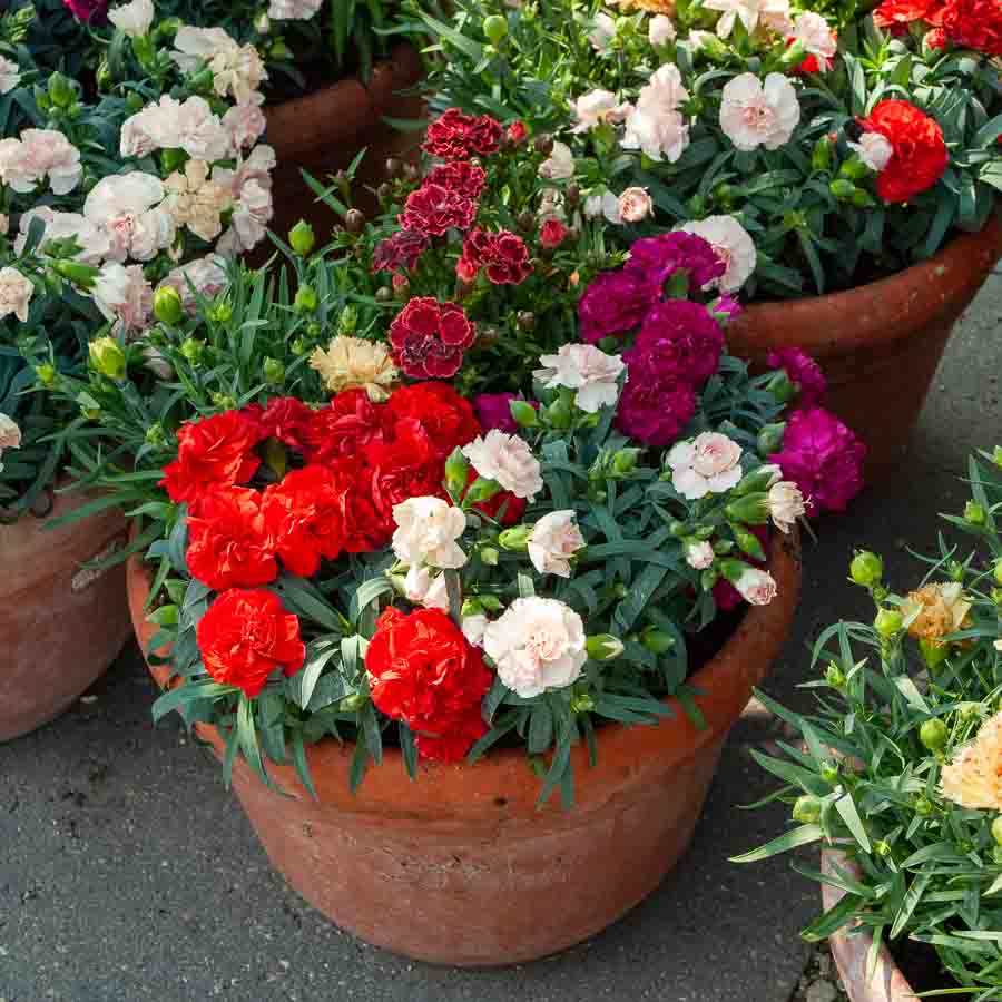 Blanc · Rouge · Rose · Mauve