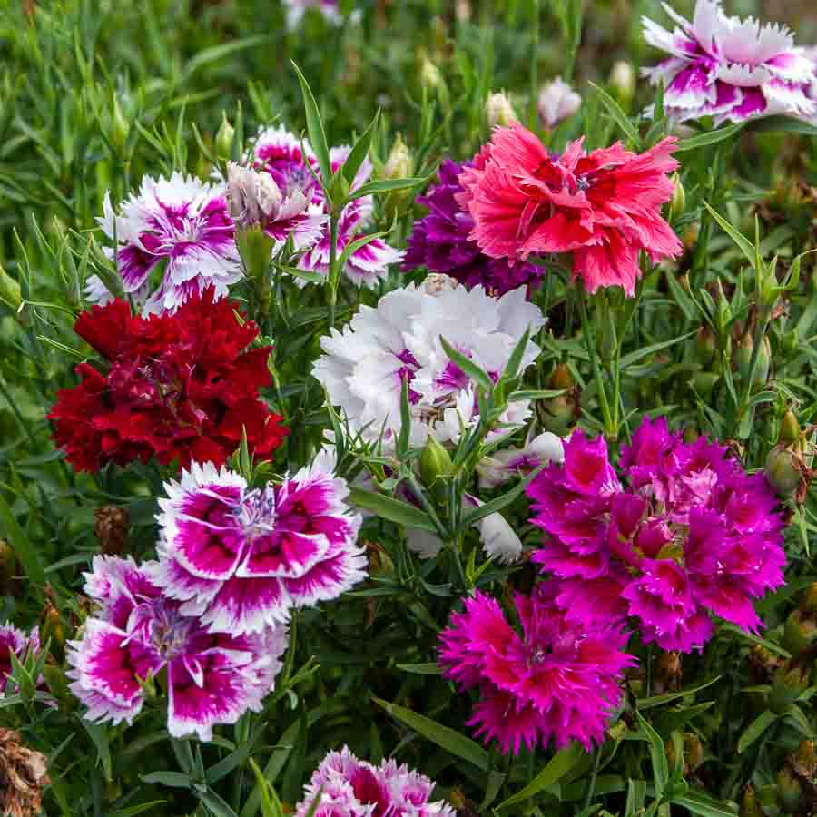 Blanc · Rouge · Fuchsia