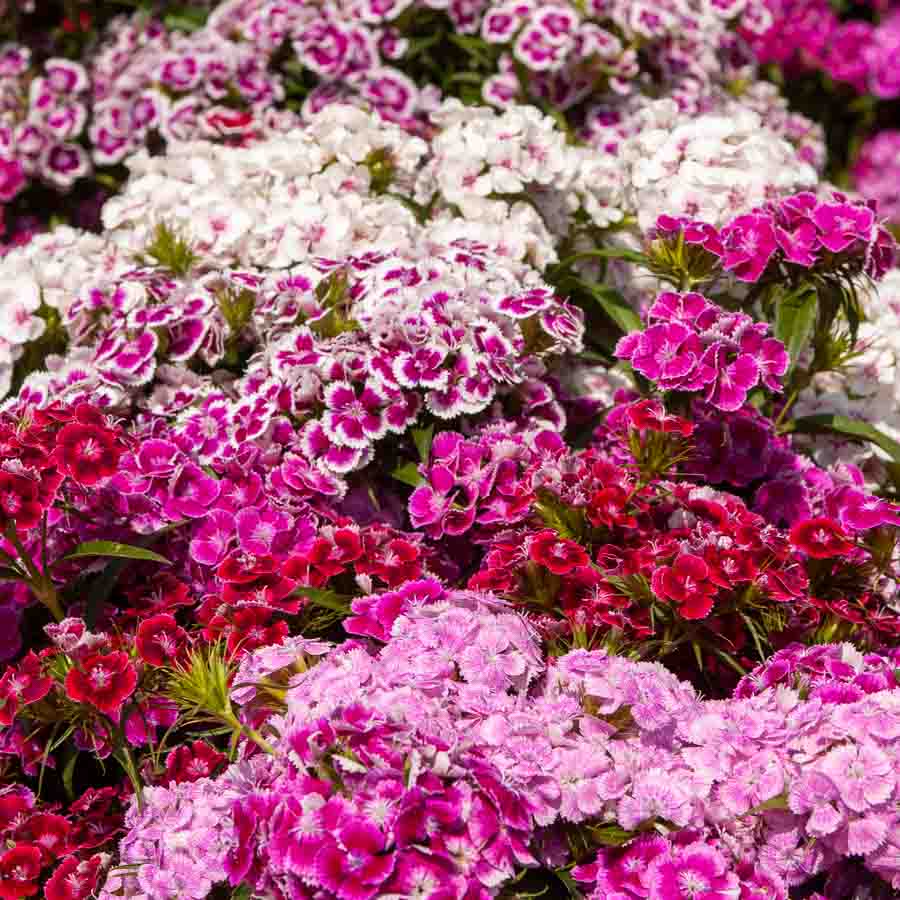 Blanc · Rouge · Rose · Fuchsia