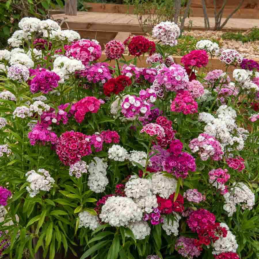 Blanc · Rouge · Rose · Fuchsia