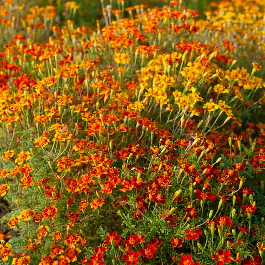 Rouge · Jaune · Orange