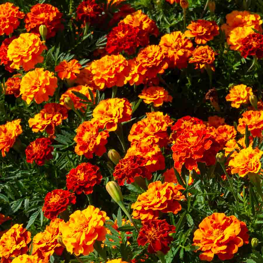 Rouge · Jaune · Orange