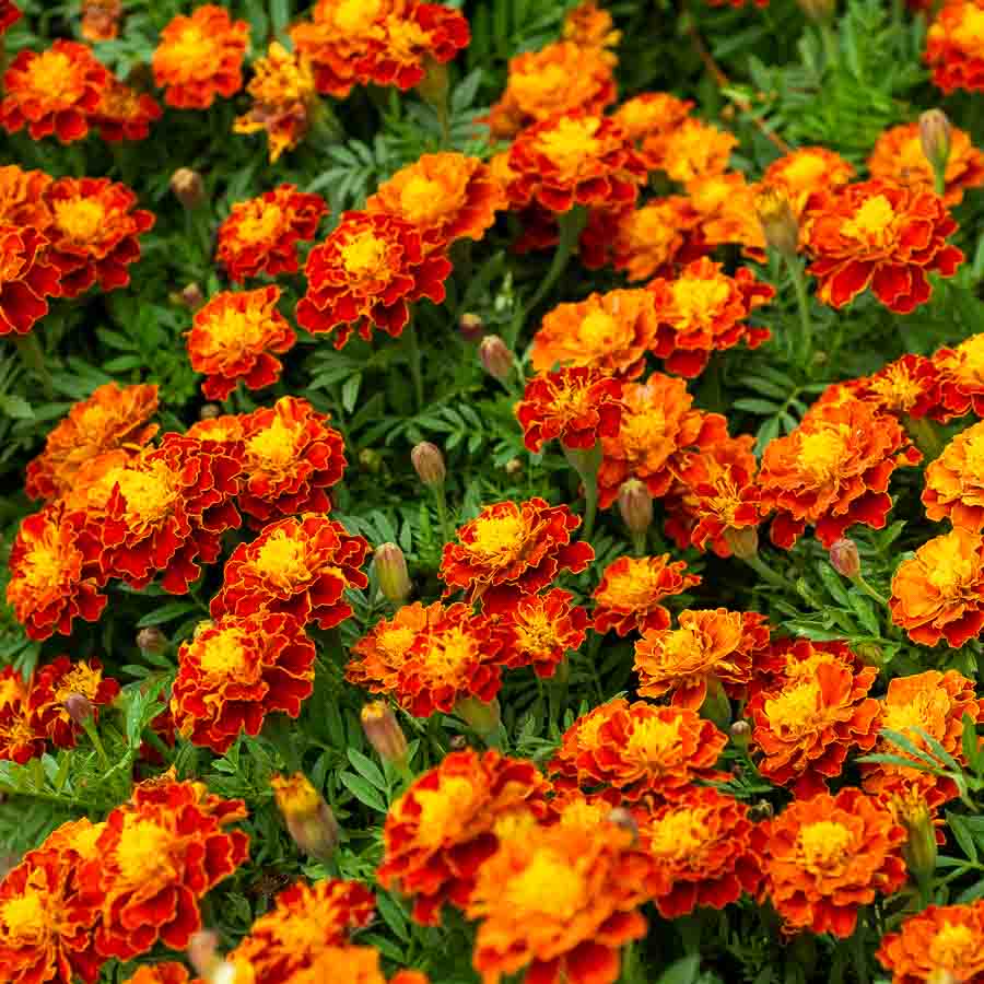Rouge · Orange