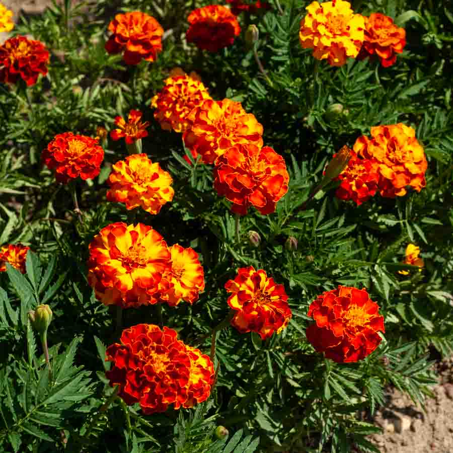 Rouge · Orange
