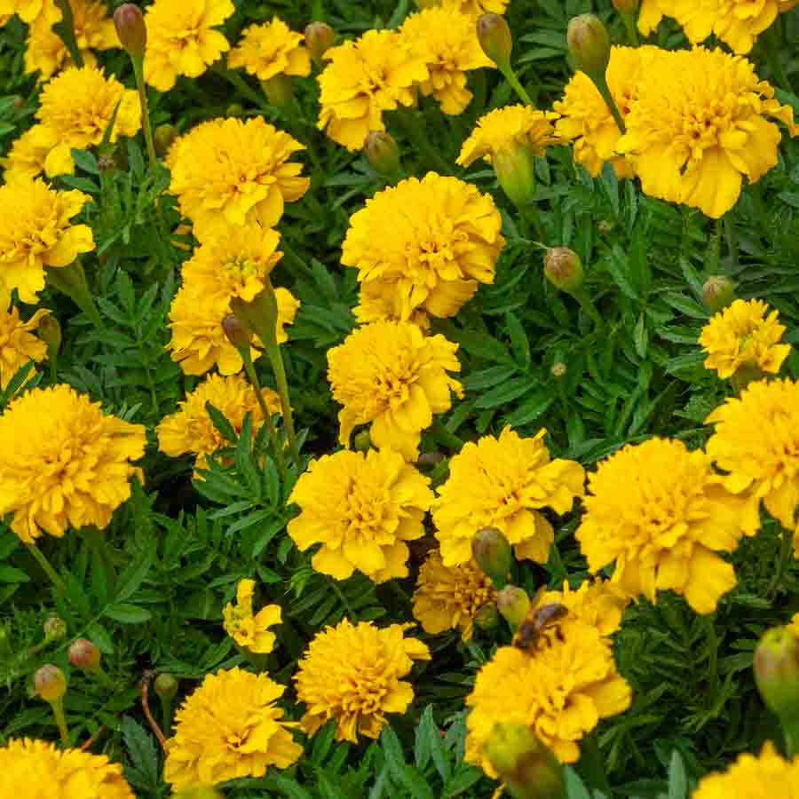Jaune