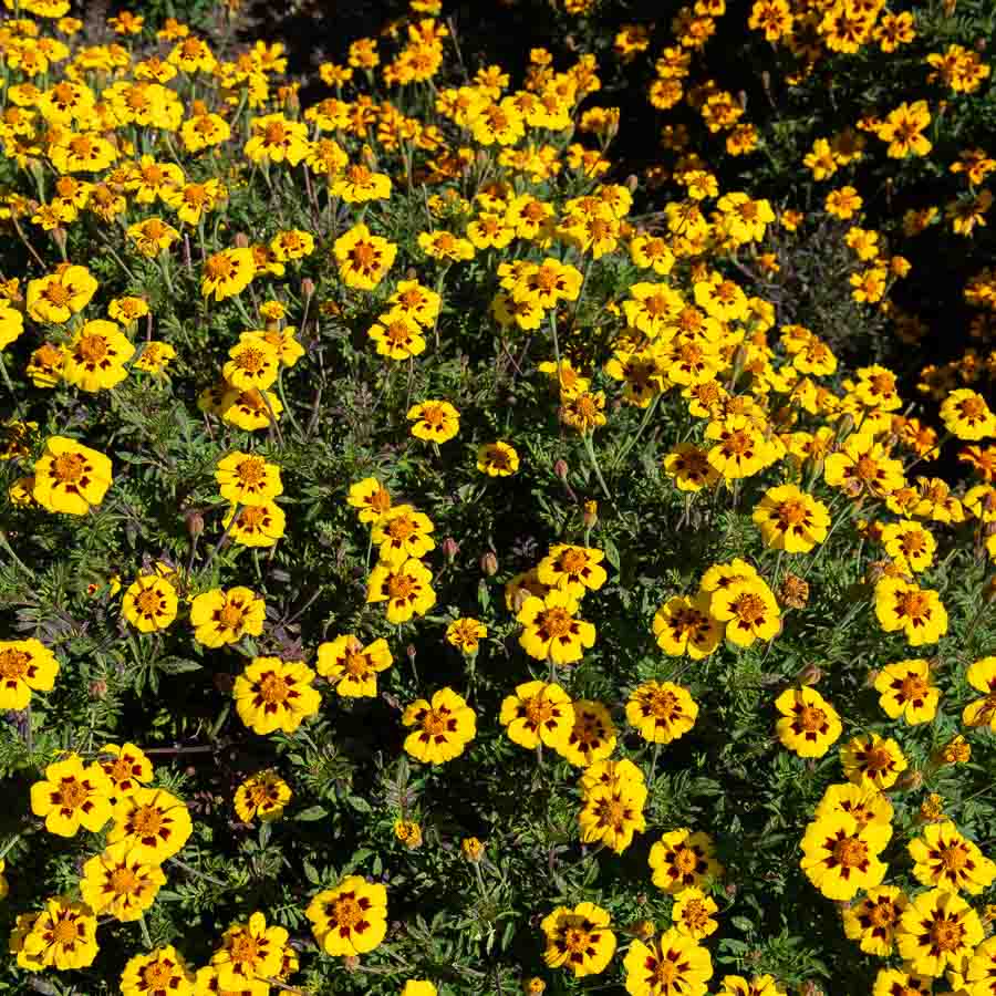 Jaune · Marron
