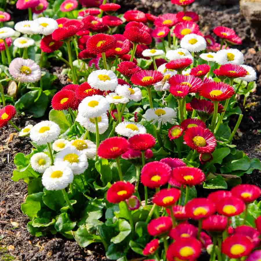 Blanc · Rouge · Rose