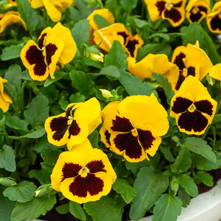 Jaune · Marron
