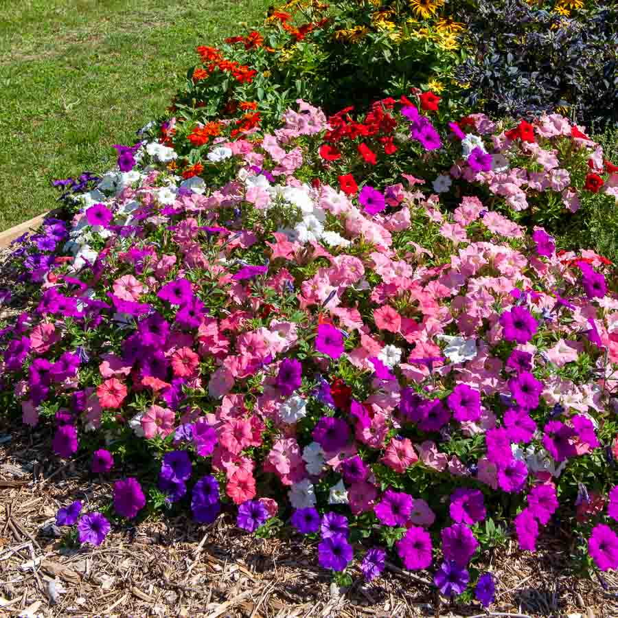 Blanc · Violet · Fuchsia