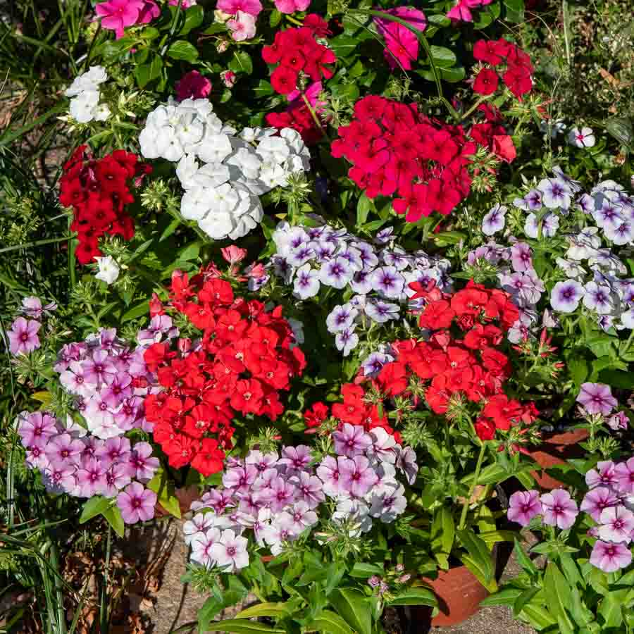 Blanc · Rouge · Rose · Mauve