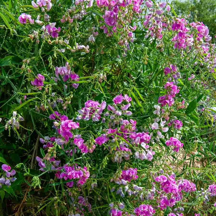 Rose · Fuchsia