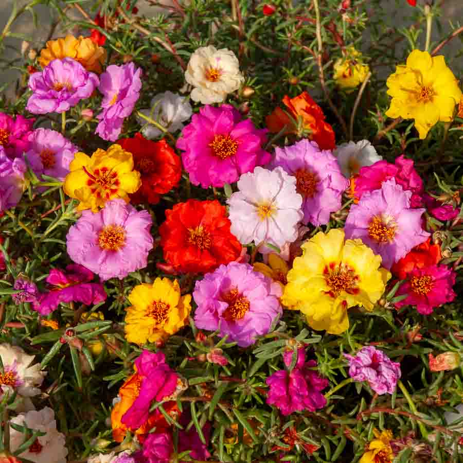 Jaune · Orange · Rose · Fuchsia