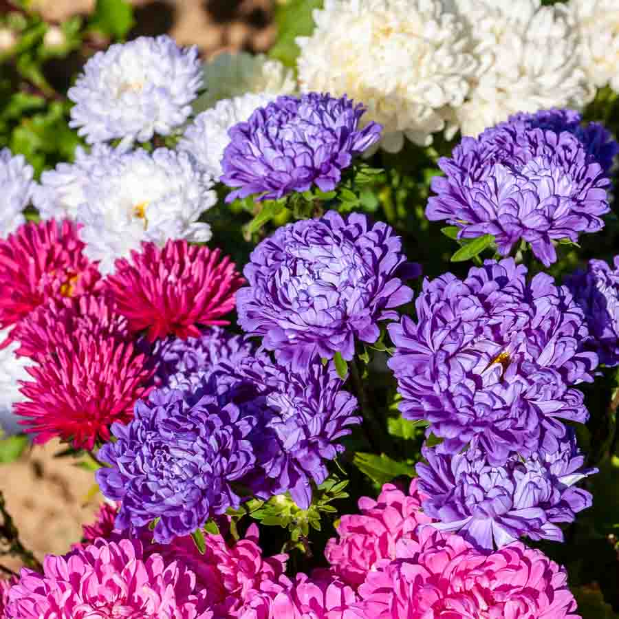 Rose · Violet · Mauve
