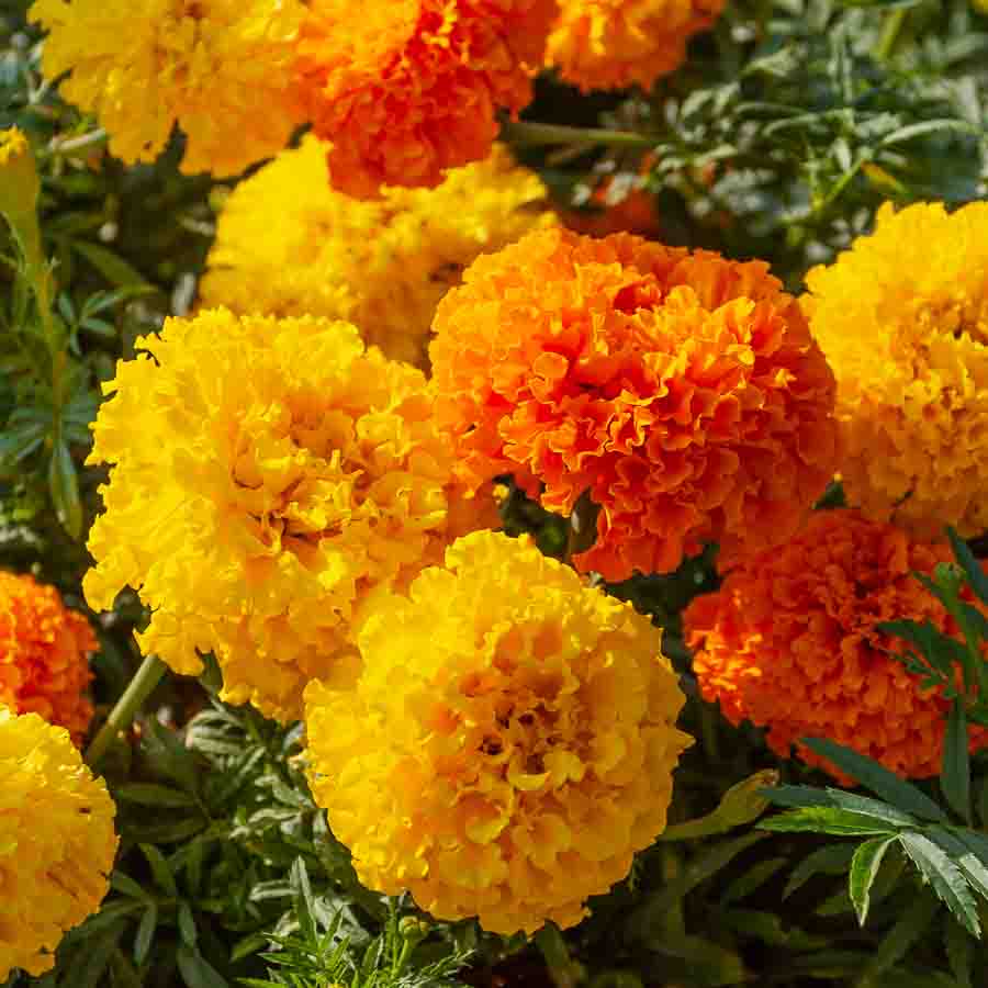 Jaune · Orange