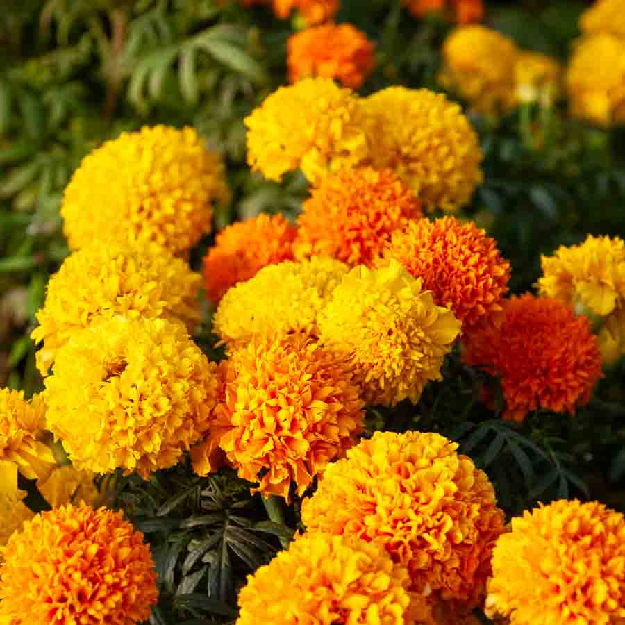 Jaune · Orange