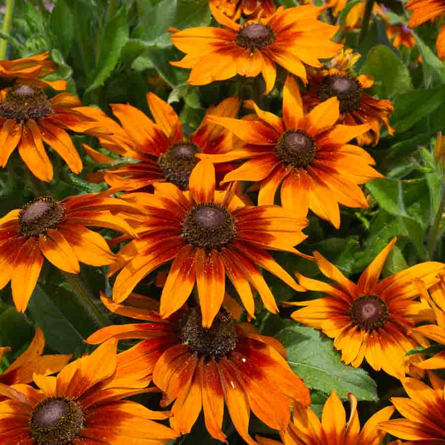 Orange · Marron