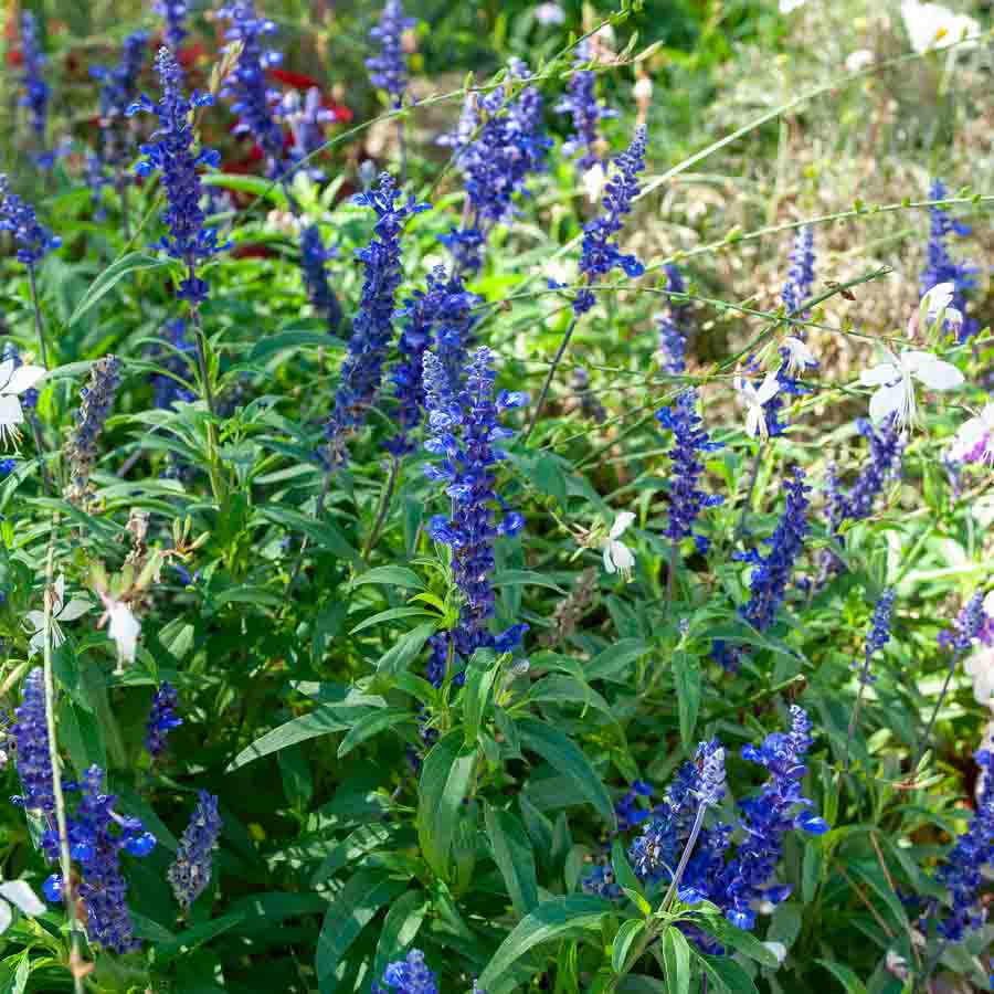 Bleu · Violet
