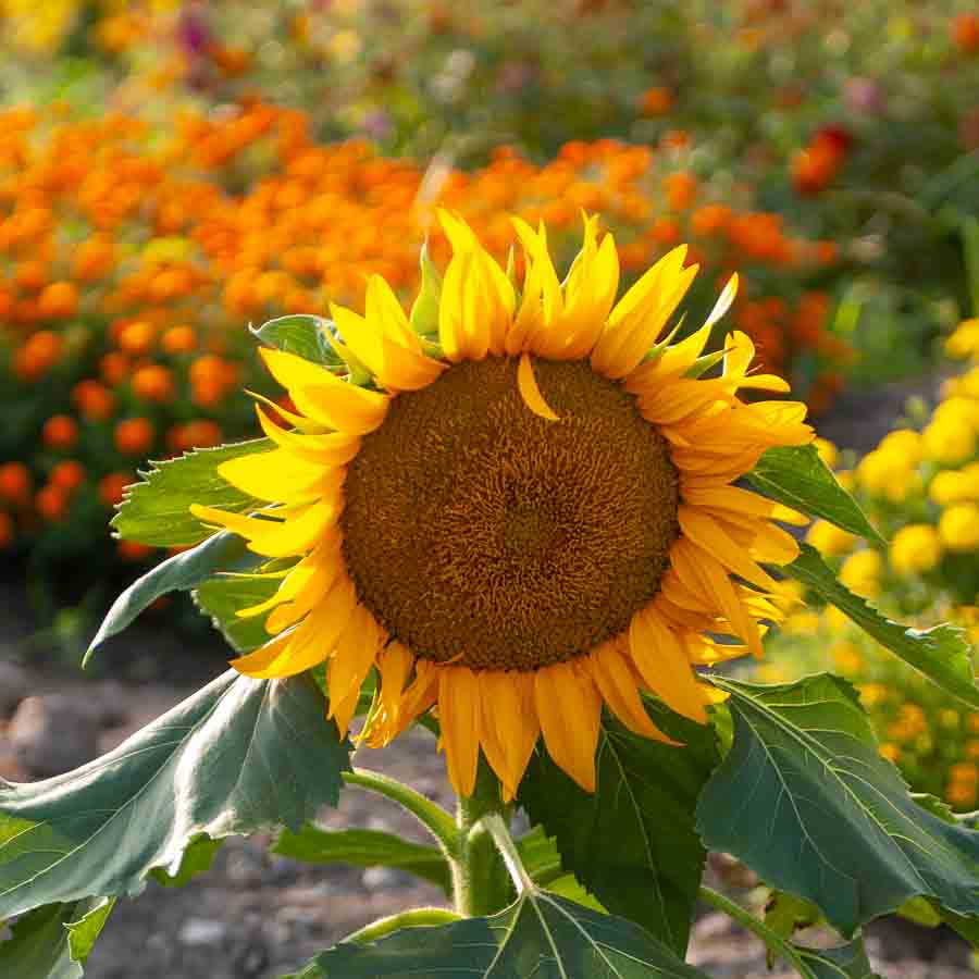 Jaune · Marron