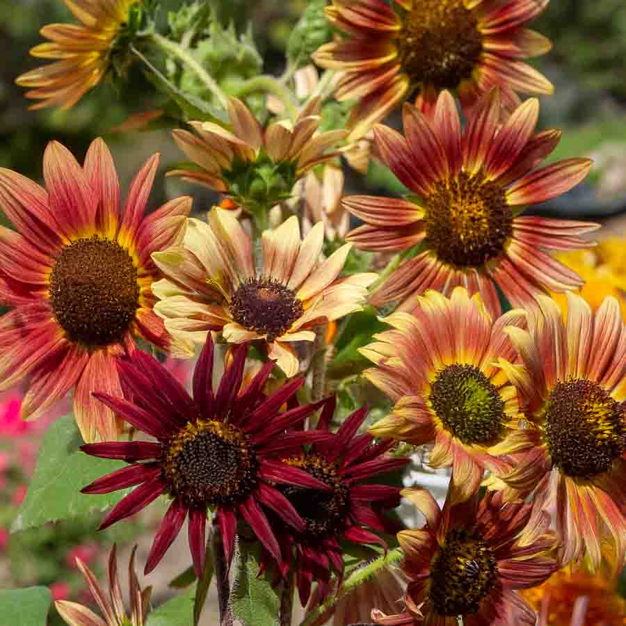 Jaune · Orange · Marron