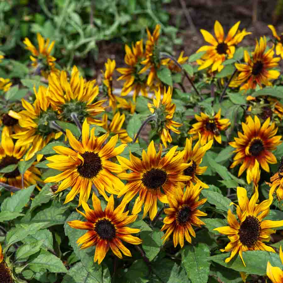 Jaune · Marron