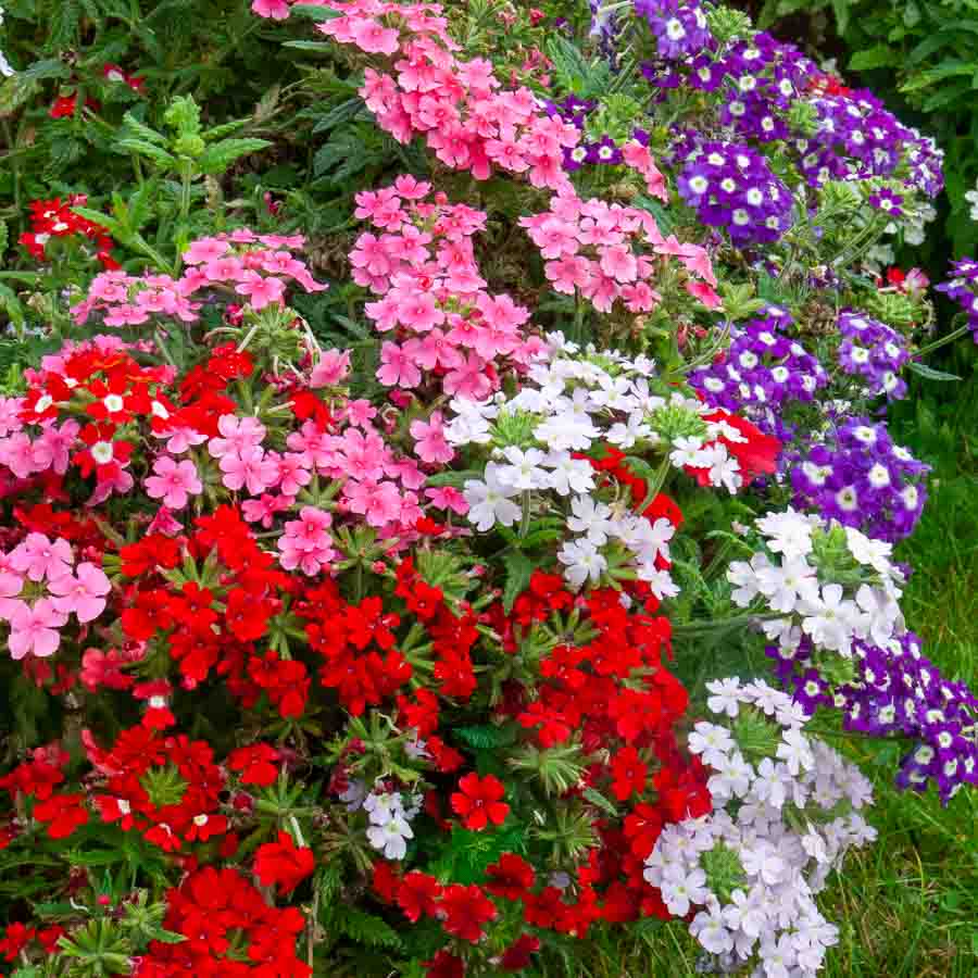 Blanc · Rose · Violet