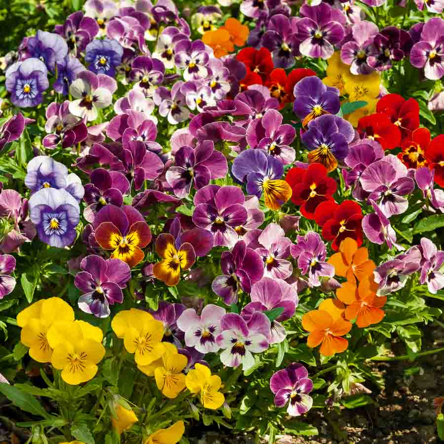 Bleu · Jaune · Violet · Crème · Mauve