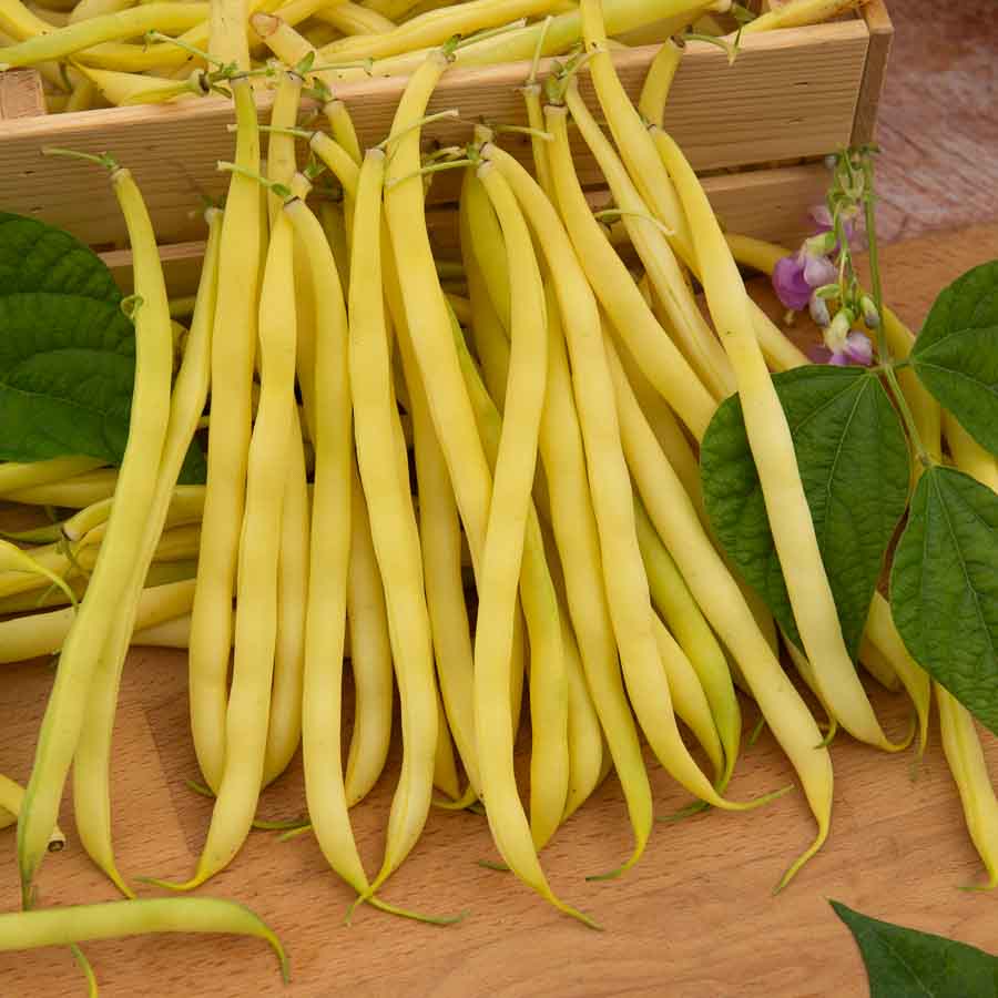 Jaune