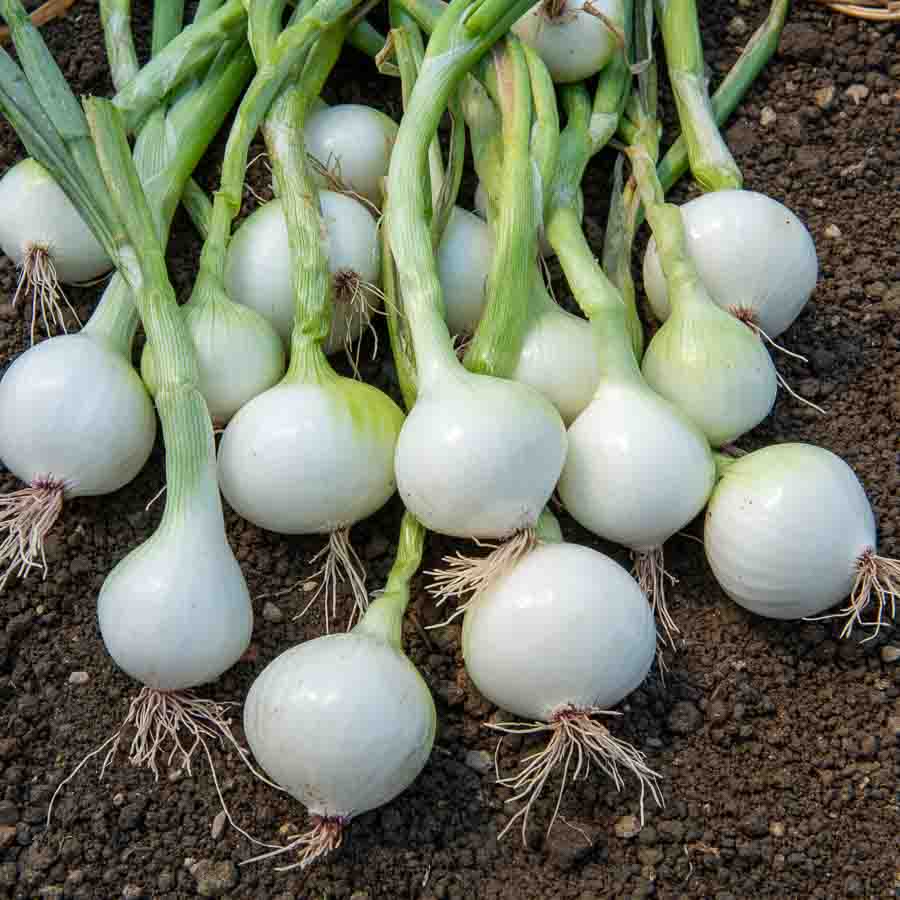 Blanc